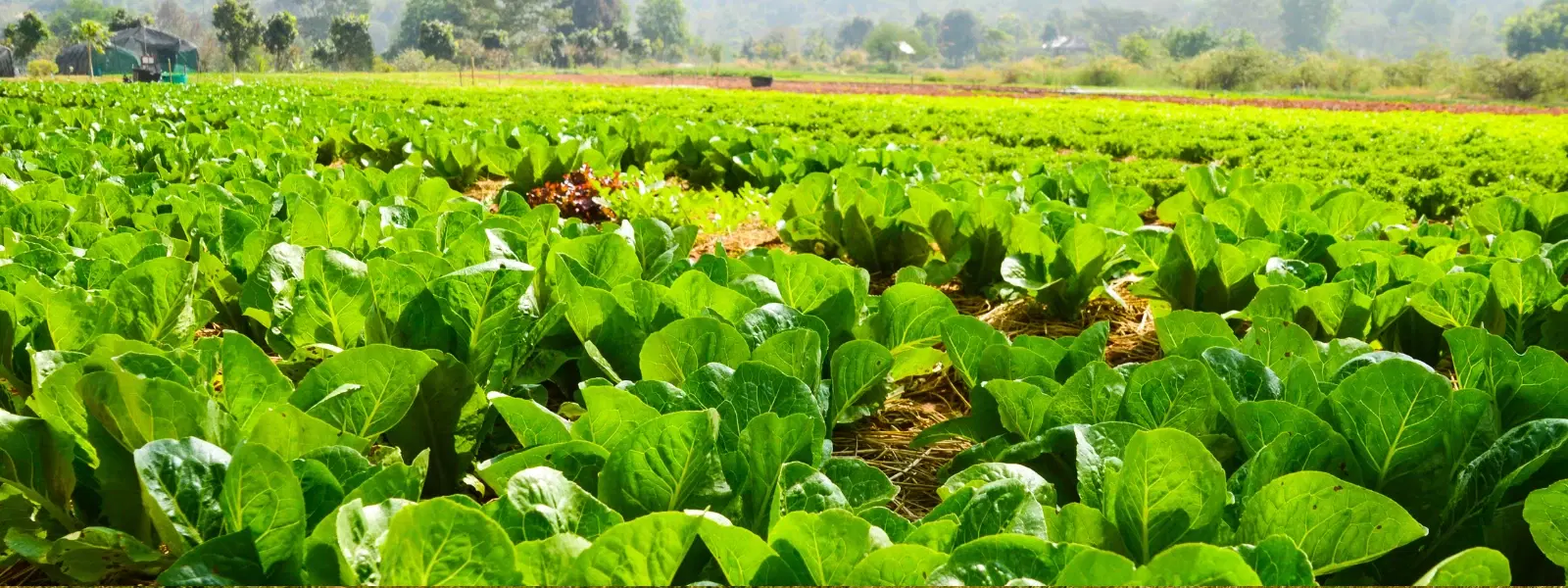 FAQs About Farm Stays in Punjab Fields: All You Need to Know